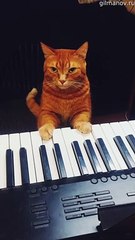 Precious Pet Plays Piano