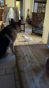 Big Dog Listens to Barking Bird