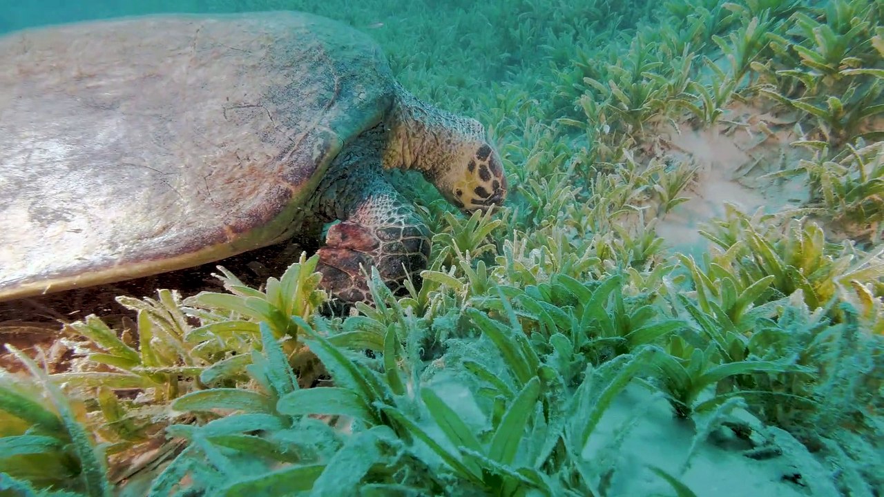 Sea Turtle Swims along the Seagrass