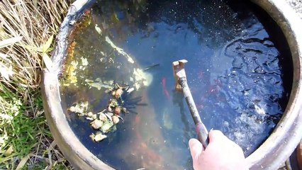 Hungry COLDfish at the Old Japanese Farm House!