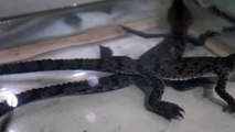 Crocodilos ameaçados de extinção nascem em zoo