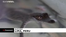 Zuchterfolg in Lima: Nachwuchs bei den Spitzkrokodilen