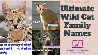 CAT FAMILY  WILD ANIMALS INFORMATION_ CAT FAMILY ANIMALS NAME IN HINDI AND ENGLSIH WITH THIER IMAGES