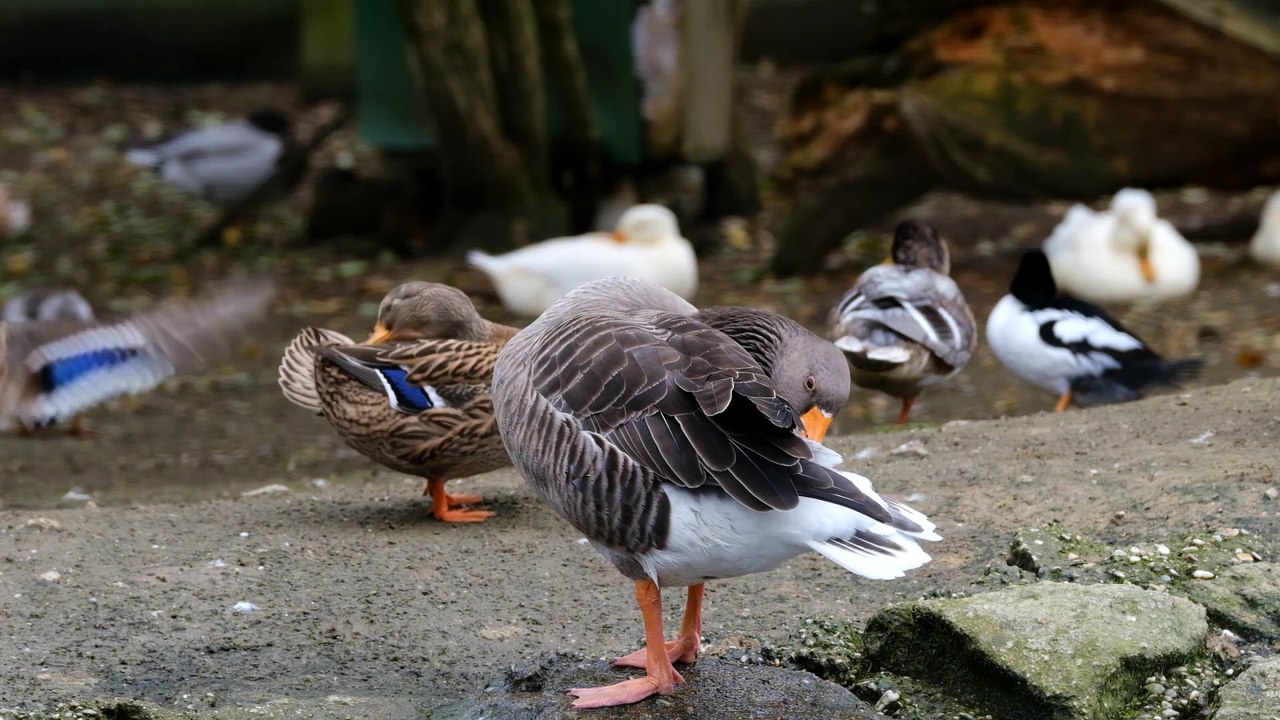 Beautiful duck