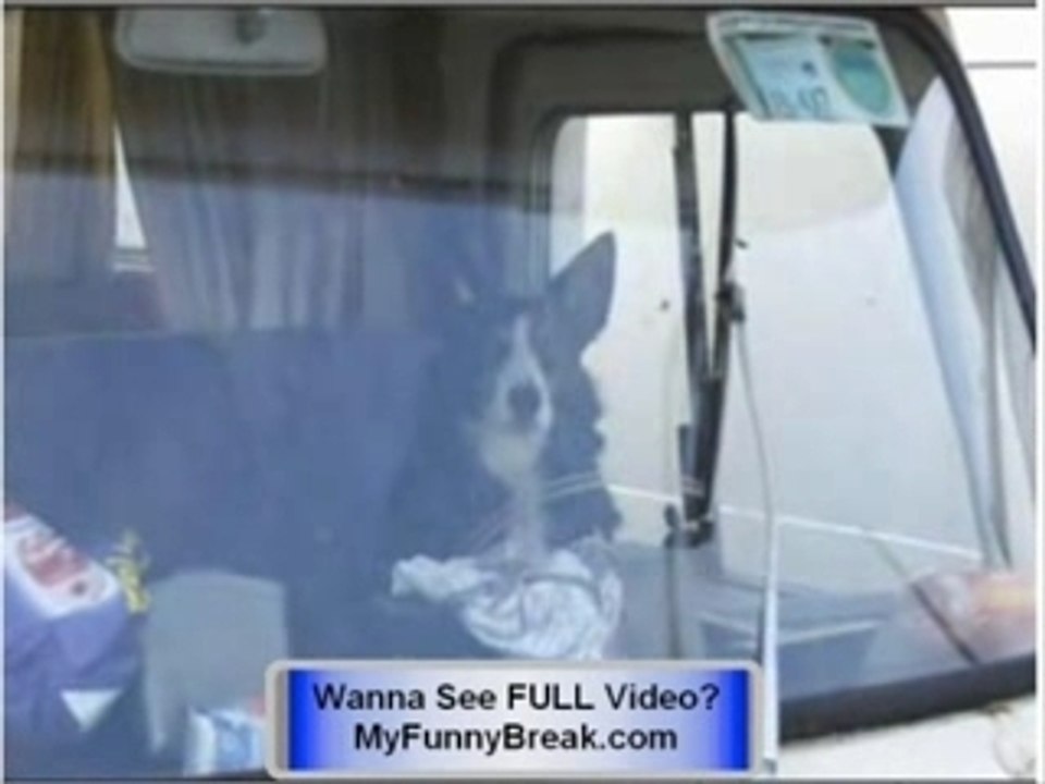 CRAZY -extreme FUNNY dog pics - CHECK IT OUT !!!