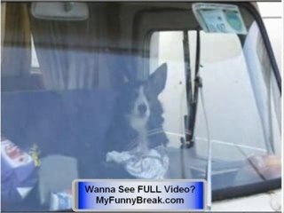 CRAZY -extreme FUNNY dog pics - CHECK IT OUT !!!