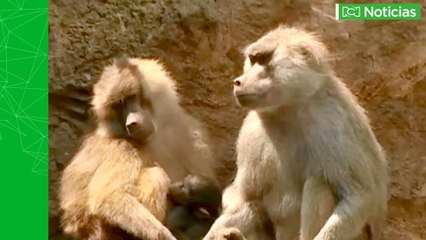 Con 'almuerzos salvajes' ayudan a animales del Zoológico de Cali