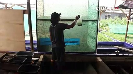 Budidaya Larva Lalat, Solusi Penanganan Sampah Organik Rumah Tangga