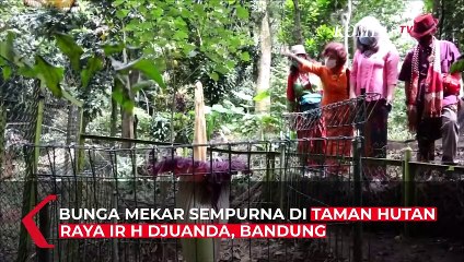 Fenomena langka Bunga Bangkai Setinggi 2 Meter di Tahura Djuanda Bandung