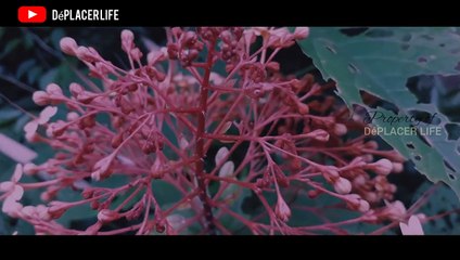Cinematic Garden - Flowers _ Shoot on Samsung Galaxy J4 _ Amazing _ Beginner