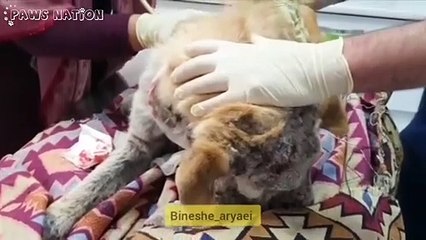 Rescue Poor Dog Was Abandoned In Despair, Too Shy To Look At Rescuer