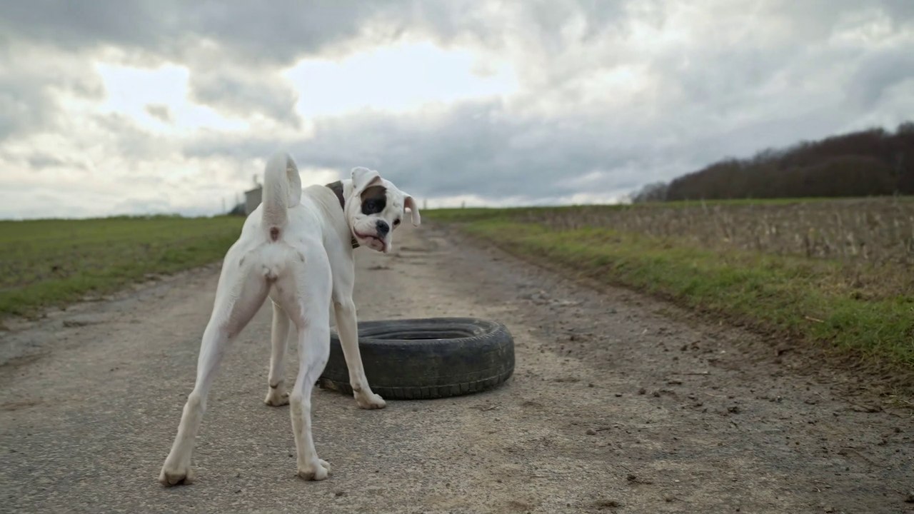 White Boxer and the Black Tyre of Barking