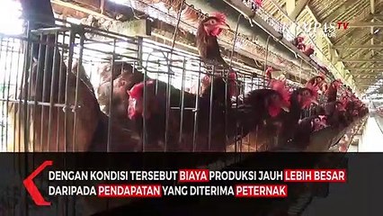 Ribuan Peternak Ayam Petelur Terancam Bangkrut