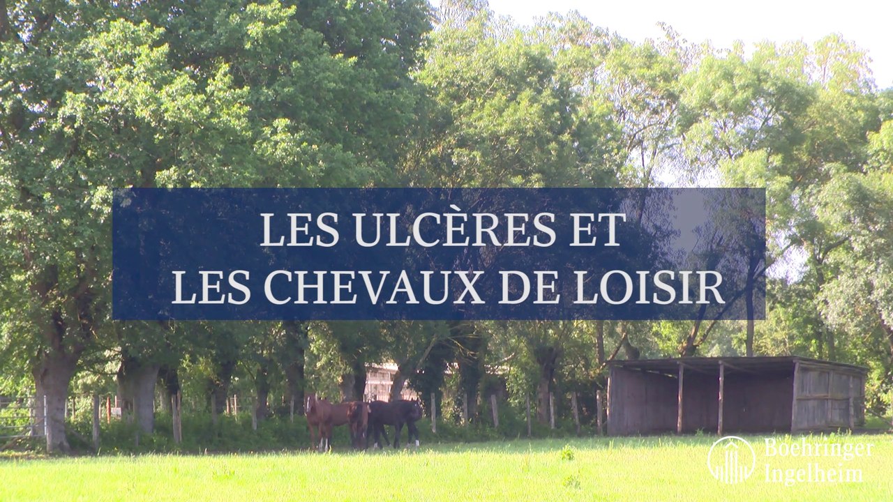 Les ulcères et les chevaux de loisir