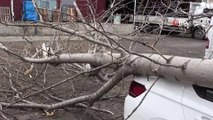 Şiddetli rüzgardan kırılan ağaç otomobilin üzerine düştü