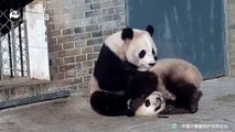 Un sprint dans les bras de maman panda