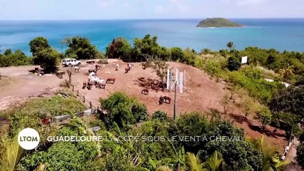 Guadeloupe - La côte sous le vent à cheval