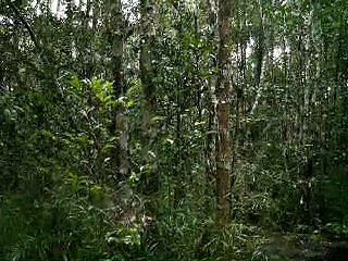 PICT6050 Madagascar Parc Andasibe ex Périnet, chants des Indris CLIP en MP4