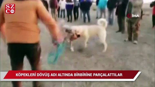 Kopekleri Dovus Adi Altinda Birbirine Parcalattilar Dailymotion Video