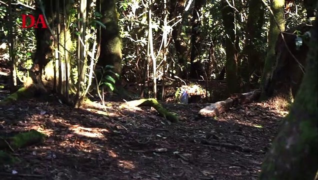 El plan de movilidad de Anaga se pone en marcha para evitar aglomeraciones en épocas festivas