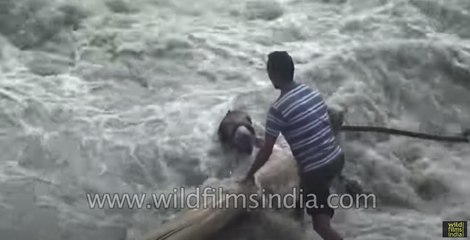True hero_ Man rescues Mule from flood-swollen Himalayan river copy