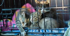 L'Assemblée Nationale a voté l'arrêt de la vente de chiens et chats en animalerie et l'encadrement des ventes en ligne