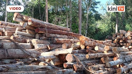 Aktiviti pembalakan dibenarkan mulai esok