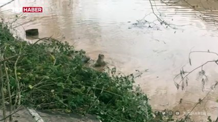 Bartın Irmağı'nda su samuru görüntülendi