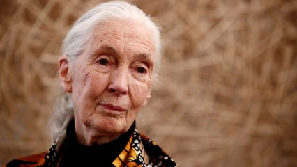 Jane Goodall: To fix the environment, fix poverty | The Bottom Line
