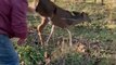 Guy Rescues Buck Stuck In Barbed Wire Fence