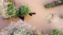 Footage Shows Paddle-boarder Rescuing Horses Trapped in Freezing Floodwater