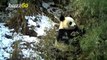 Infrared Camera Catches Happy Panda Eating Bamboo in China’s Sichuan Province