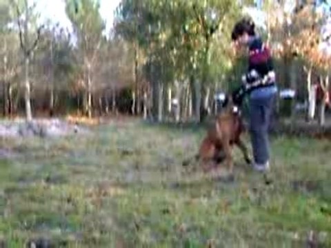 Vidéo crack suite avec arret le 30 déc SITE