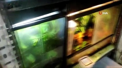 İstanbul’da canlı hayvan kaçakçılığına polis operasyonu