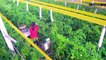 Sustainable, Future-Farm Just Had Its First High-Yield Harvest