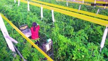 Sustainable, Future-Farm Just Had Its First High-Yield Harvest