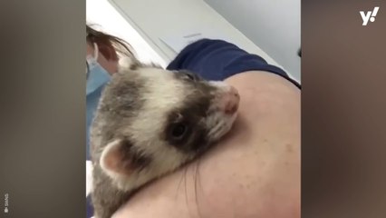 Young ferret given just one percent chance of survival has made a miraculous recovery - after going through a full washing machine cycle