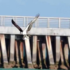 osprey with a puffer fish birds fishing