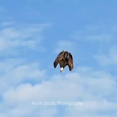Even at 4x slowmo this Osprey comes screaming out of the sky so fast it’s hard to comprehend