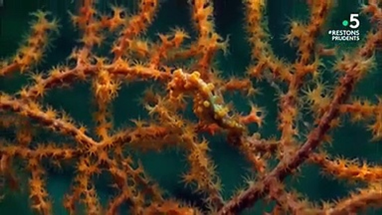 Le tour du monde des petites bêtes