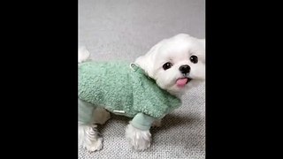 Look this's cute dog