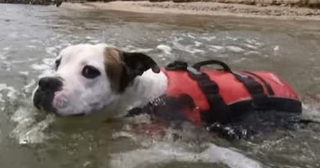 Australie : ce chien portant un gilet de sauvetage a sauvé un enfant de la noyade