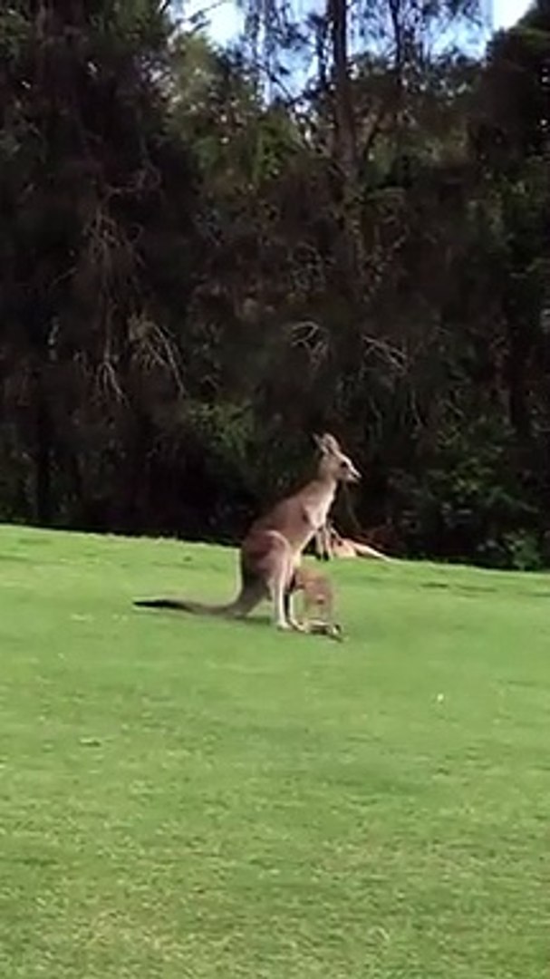Ce Bebe Kangourou A Beaucoup De Mal A Rentrer Dans La Poche De Maman Video Dailymotion