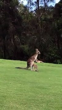 Ce bébé kangourou a beaucoup de mal à rentrer dans la poche de maman