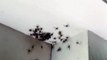 Il rentre chez lui et découvre des milliers d'araignées au plafond de son appartement