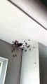Il rentre chez lui et découvre des milliers d'araignées au plafond de son appartement