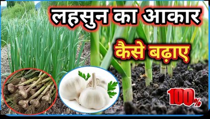 लहसुन का आकार कैसे बढ़ाए||Lahsun Ki Kheti||Lahsun Ka Size Kaise Badhaye||Lahsun Mota Karne Ki Dawai|
