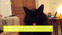 When This Cat Hears His Favorite Song, He Does This Very Odd Thing…