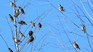 A flock of Rook Birds perched on dried tree branches