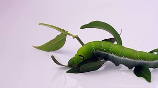A Green Caterpillar